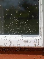 vliegende mieren in huis